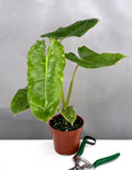 Philodendron Paraiso Verde - Plant Proper - 4" Pot