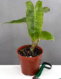 Philodendron Paraiso Verde