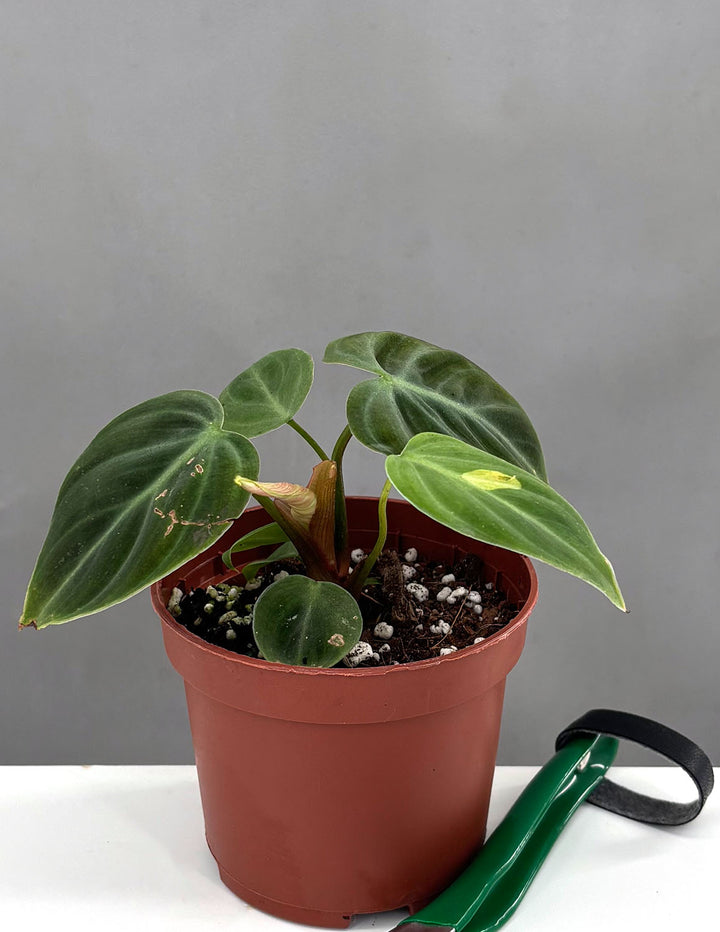 red light philodendron Philodendron El Choco Red | Houseplant