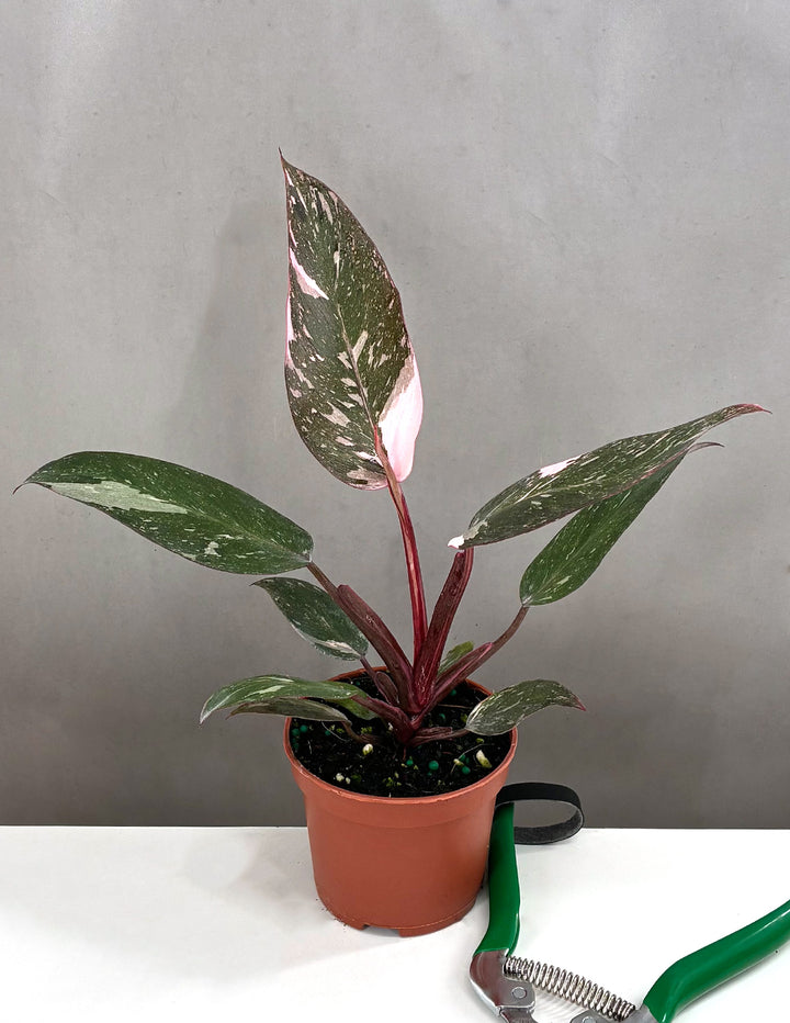 Philodendron Pink Princess