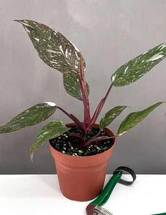 Philodendron Pink Princess Marble - Plant Proper - 4" Pot