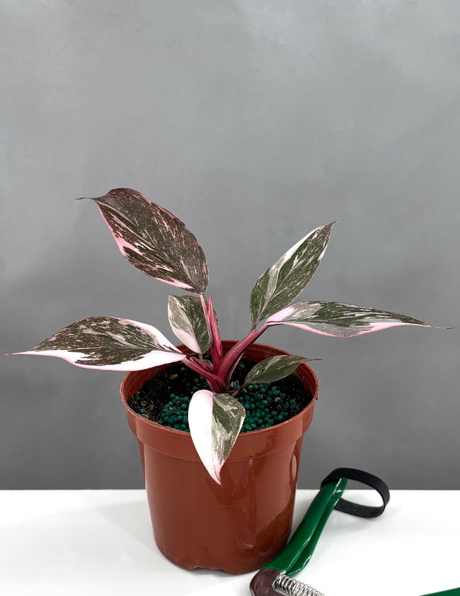 Philodendron Pink Princess Marble - Plant Proper - 4" Pot