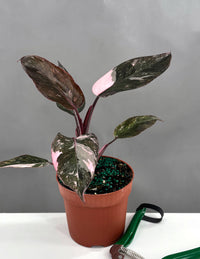 Pothos Neon Queen