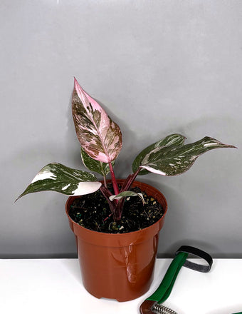 Philodendron Pink Princess Marble - Plant Proper - 4" Pot