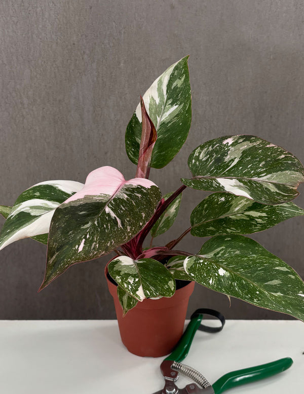 Philodendron Pink Princess Marble - Plant Proper - 4" Pot
