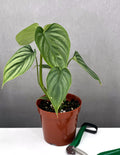 Philodendron Plowmanii - Plant Proper - 4" Pot