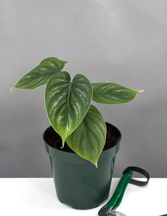 Philodendron Plowmanii - Plant Proper - 4" Pot