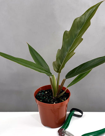 Philodendron Pluto - Plant Proper - 4" Pot