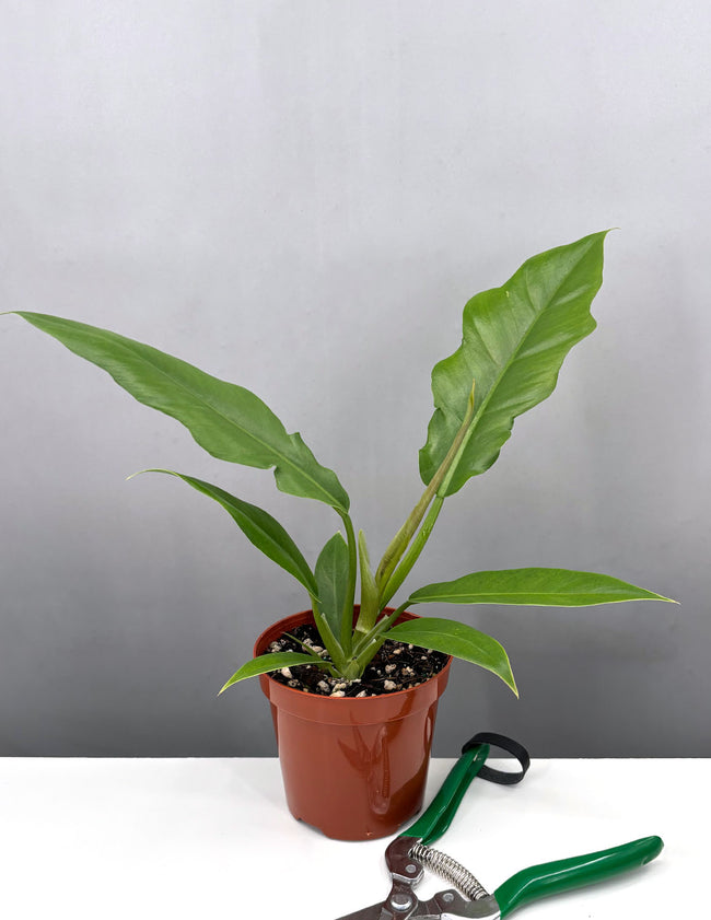 Philodendron Jungle Boogie - Plant Proper - 4" Pot