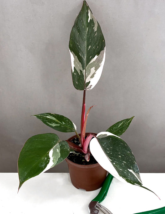 Plant Proper - Phiodendron Red Anderson - 3.5"pot
