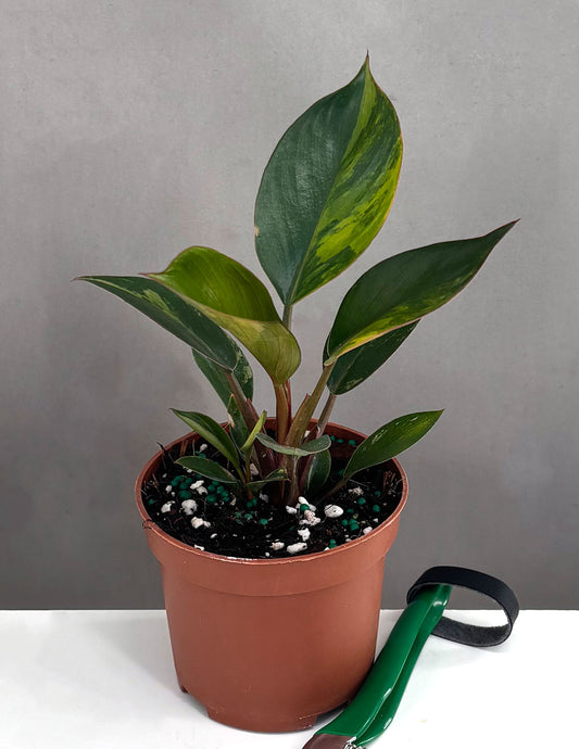 Philodendron Red Congo Variegated - Plant Proper - 3.5" Pot