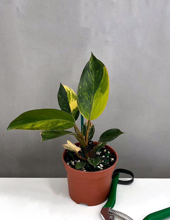 philodendron red and green Philodendron Red Congo Variegated