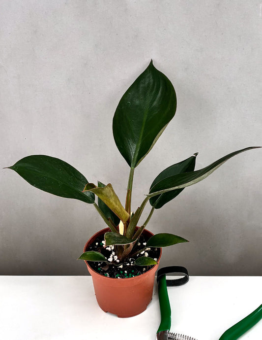 Philodendron Red Congo Variegated Reverted - Plant Proper - 3.5" Pot
