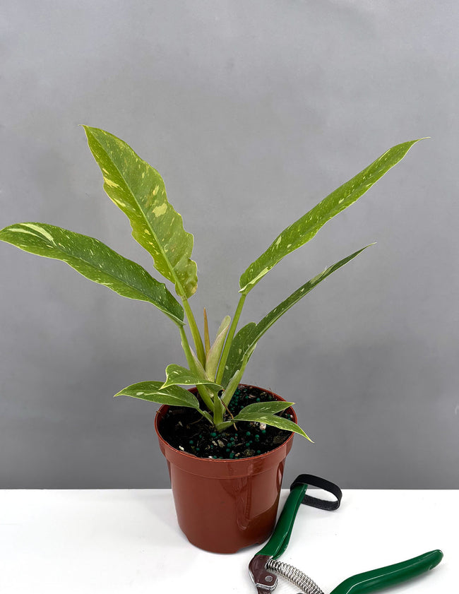 Philodendron Ring Of Fire - Plant Proper - 4" Pot