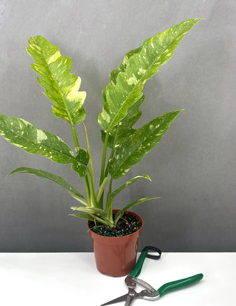 Philodendron Ring Of Fire - Plant Proper - 4" Pot