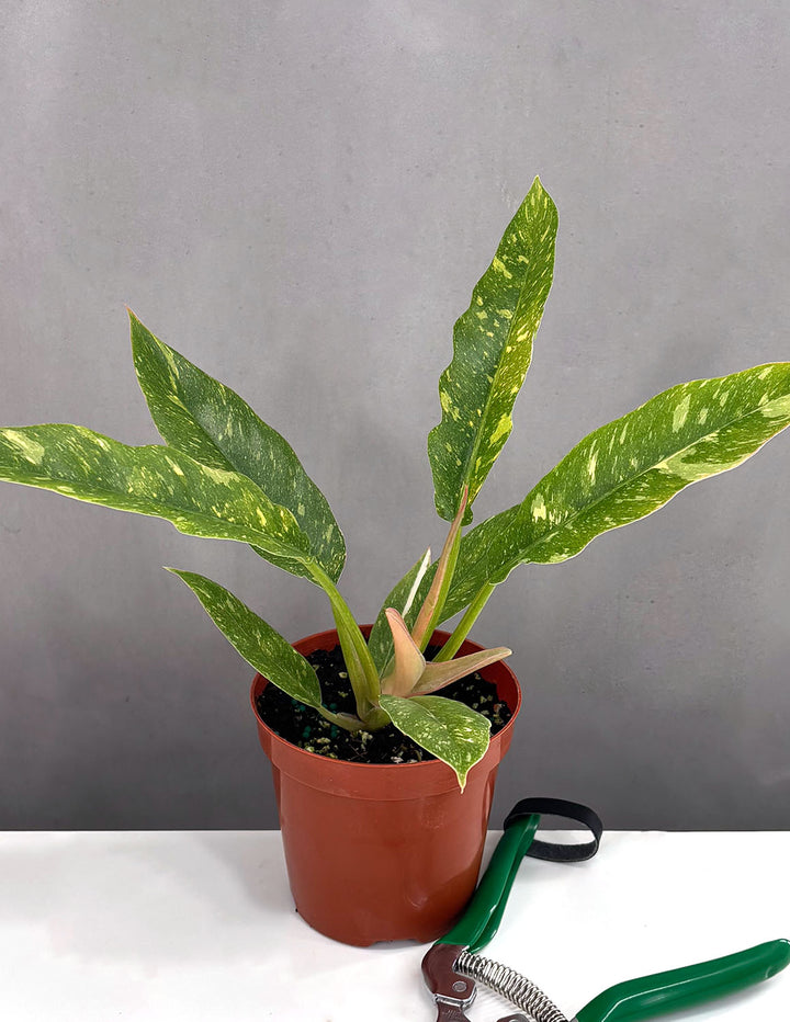 ring of fire philodendron soil Philodendron Ring Of Fire | Houseplants