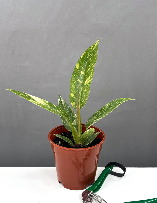 Philodendron Ring Of Fire - Plant Proper - 4" Pot