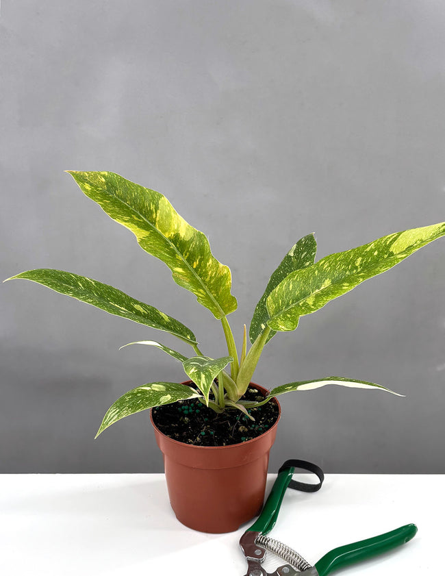 Philodendron Ring of Fire - Plant Proper - 4" Pot