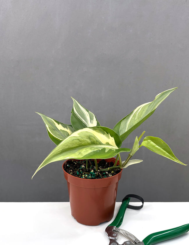 Philodendron Rio | Houseplants | Always Affordable at Plant Proper