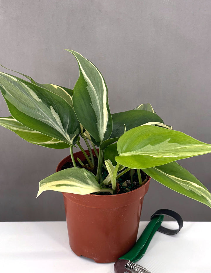 Philodendron Rio | Houseplants | Always Affordable at Plant Proper