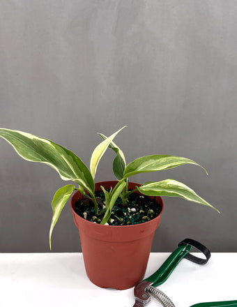 Philodendron Rio - Plant Proper - 4" Pot