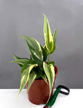 Philodendron Rio - Plant Proper - 4" Pot