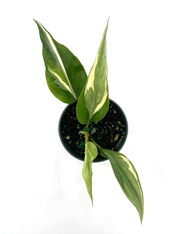 Philodendron Rio | Houseplants