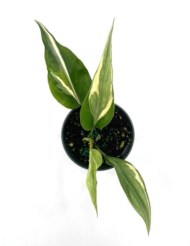 Philodendron Rio
