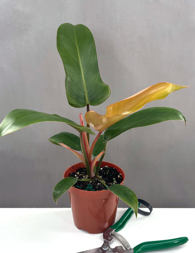Philodendron Sayaka - Plant Proper - 4" Pot