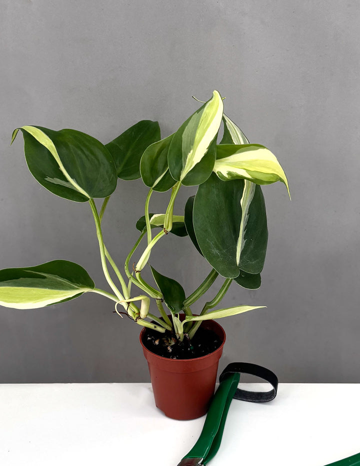 Philodendron Silver Stripe