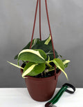 Philodendron Silver Stripe - Plant Proper - 4" Hanging Pot