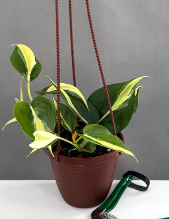Philodendron Silver Stripe - Plant Proper - 4" Hanging Pot