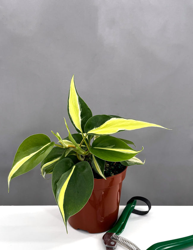 Philodendron Silver Stripe - Plant Proper - 4" Pot