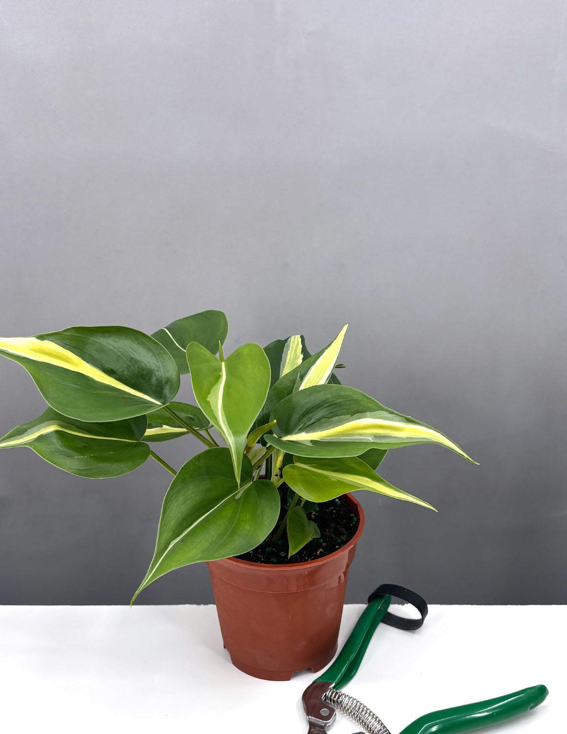 Philodendron sale Rio Sport - Rare - 4