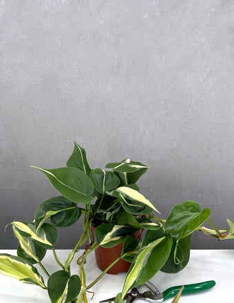 Philodendron Silver Stripe - Plant Proper - 4" Pot