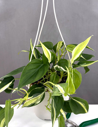 Philodendron Silver Stripe - Plant Proper - 6" Hanging Pot