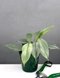 Philodendron Silver Sword - House Plant - Plant Proper - 4" Pot