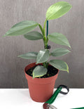 Philodendron Silver Sword - Plant Proper - 4" Pot