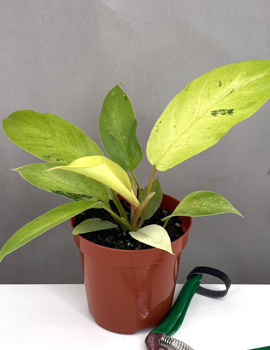 Philodendron Snowdrift