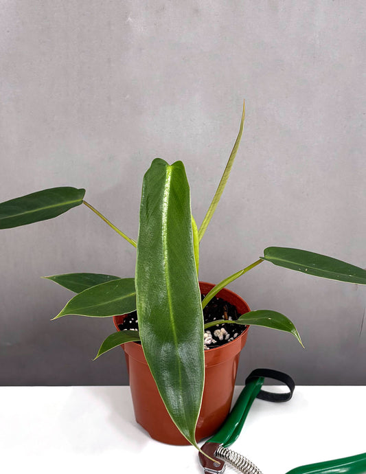 Philodendron Spiritus Sancti - Plant Proper - 4" Pot
