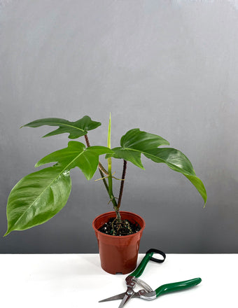 Philodendron Squamiferum - House Plant - Plant Proper - 4" Pot