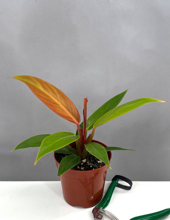 Philodendron Sun Red - Plant Proper - 4" Pot