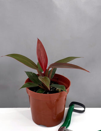 Philodendron Sun Red - Plant Proper - 4" Pot