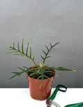 Philodendron Tortum - Plant Proper - 4" Pot
