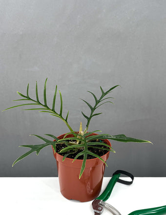 Philodendron Tortum - Plant Proper - 4" Pot