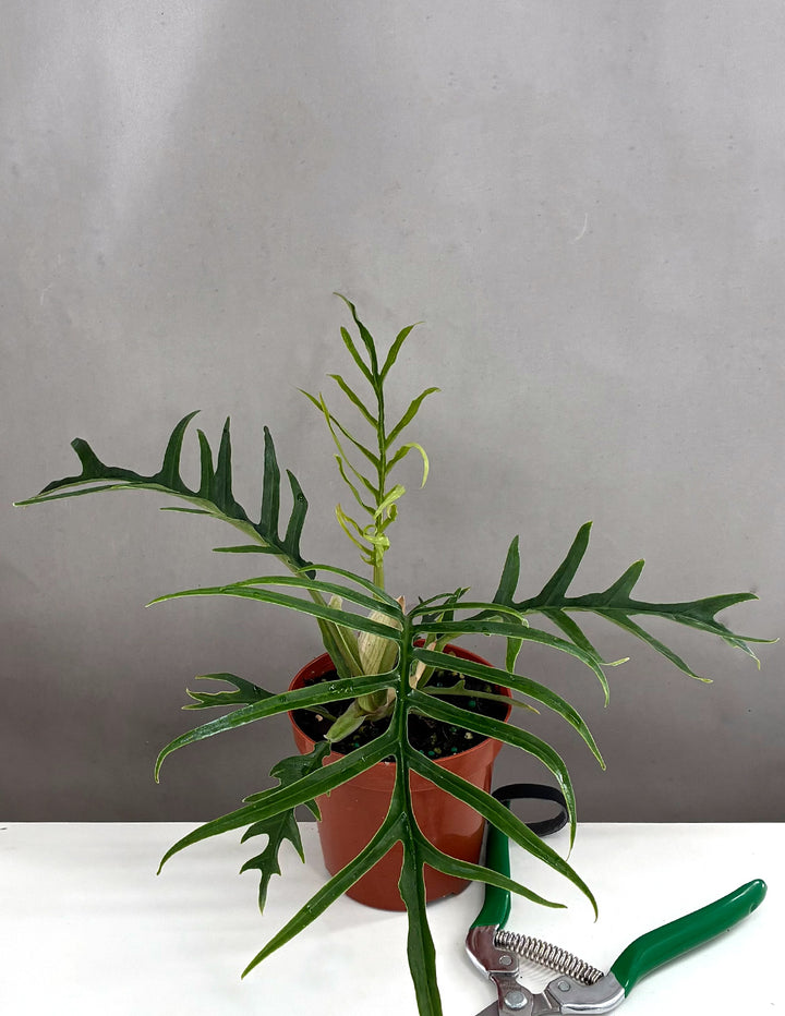 Philodendron Tortum | Houseplants