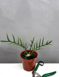 Philodendron Tortum - Plant Proper - 4" Pot