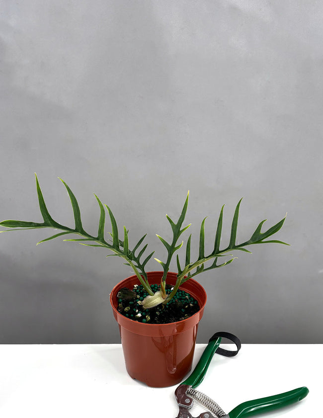 Philodendron Tortum