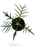Philodendron Tortum