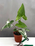 Variegated Syngonium - Plant Proper - 4" Pot
